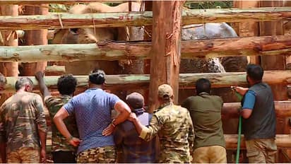 മസ്തകത്തിന് പരിക്കേറ്റ കൊമ്പന്റെ ആരോഗ്യനിലയിൽ മാറ്റമില്ല; സ്വാഭാവിക ജീവിതത്തിലേക്ക് മടങ്ങാൻ സാധ്യത കുറവ്