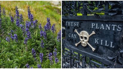 जानलेवा बगीचा: जहां ख़ूबसूरती में छिपा है जहर, जान हथेली पर लेकर यहां घूमें