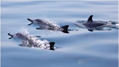 വംശനാശഭീഷണി നേരിടുന്ന അപൂർവ ഇനം ഡോൾഫിനുകളെ കണ്ടെത്തി