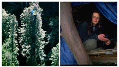 1,000 വർഷം പഴക്കമുള്ള മരത്തിൽ, 200 അടി ഉയരത്തിൽ, 738 ദിവസം; ജൂലിയ ബട്ടർഫ്ലൈയുടെ പ്രതിഷേധത്തിന് ഒരു കാരണമുണ്ട്