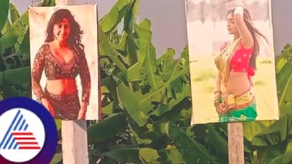 ಏನ್‌ ಐಡಿಯಾ ಗುರು! ಮೈಸೂರಿನ ಈ ರೈತ 4 ಎಕರೆ ಜಮೀನು ಸುತ್ತಲೂ ಮಾಡೆಲ್‌ಗಳ ಫೋಟೋ ಹಾಕಿದ್ದಾನೆ ಏಕೆ ಗೊತ್ತಾ?