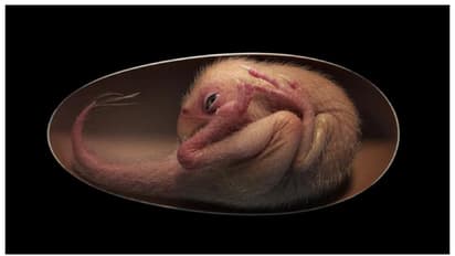 7 കോടി വർഷം പഴക്കമുള്ള ദിനോസർ ഭ്രൂണം; എന്ത് കൊണ്ട് ഒരിക്കലും വിരിയാതിരുന്നെന്ന് അത്ഭുതപ്പെട്ട് ശാസ്ത്രജ്ഞർ 