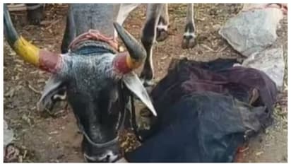 पायथन ने निगला बछड़ा, फिर उगला; गाय का दर्द देखकर सब रो पड़े