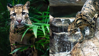 പ്രമേഹം തിരിച്ചറിഞ്ഞു, ചികിത്സിച്ചെങ്കിലും 'കോഷി'യെ രക്ഷിക്കാനായില്ല, 10 വയസുള്ള മേഘപ്പുലി ചത്തു