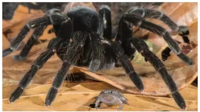 ചെറുതവളയ്ക്ക് സംരക്ഷണം ഒരുക്കുന്ന ഭീമന് ചിലന്തി; ചില മൃഗ സൌഹൃദങ്ങളെ കുറിച്ച് അറിയാം