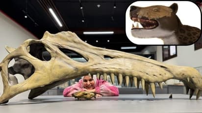 ಕಾಡಿನ ಆನೆಗಳನ್ನು ಬೇಟೆಯಾಡುತ್ತಿದ್ದ ಸಿಂಹಕ್ಕಿಂತ ಬಲಿಷ್ಠ ಪ್ರಾಣಿಯ ತಲೆಬುರುಡೆ ಪತ್ತೆ!