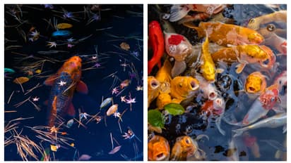 വീടുകളിൽ ട്രെൻഡ് ആയി കോയി പോണ്ട്; എന്താണിത്? അറിയാം