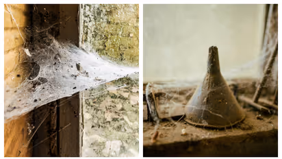 ചിലന്തി ശല്യം കൊണ്ട് പൊറുതിമുട്ടിയോ? പരിഹാരമുണ്ട് 