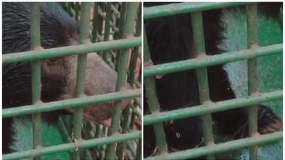 ജനവാസ മേഖലയിലെ സ്ഥിരം ശല്യക്കാരനായ കരടിയുടെ കാലിൽ ആന ചവിട്ടി; പരിക്കേറ്റ നിലയിൽ കണ്ടെത്തി