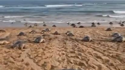 ഇത്തവണയും മുടക്കമില്ല, ഇതെന്തൊരു കാഴ്ച! കൂടൊരുക്കാൻ കൂട്ടത്തോടെ തീരത്തെത്തി ഒലിവ് റിഡ്ലി കടലാമകൾ