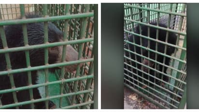 ആനയുടെ ചവിട്ടേറ്റ് ഇരുകാലുകൾക്കും പരിക്ക്; അട്ടപ്പാടിയിൽ ആർആർടി ടീം പിടികൂടി ചികിത്സയിലായിരുന്ന കരടി ചത്തു