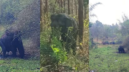 വയനാട്ടിൽ കാട്ടാന പരിക്കേറ്റ നിലയിൽ, മുൻകാലിന് ഗുരുതര പരിക്ക്; നിരീക്ഷിച്ച് വനംവകുപ്പ്