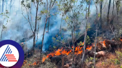 Karnataka: Wildfire destroys 35 acres of forest near Chamundi Hills, triggers security boost