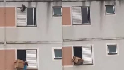 ഹോ, ഒറ്റനിമിഷം വൈകിയിരുന്നെങ്കിലോ? ഓർക്കാൻ വയ്യ, പക്ഷേ എല്ലാം കൃത്യം, നായയെ വീഴാതെ 'ബോക്സിലാക്കി' യുവതി