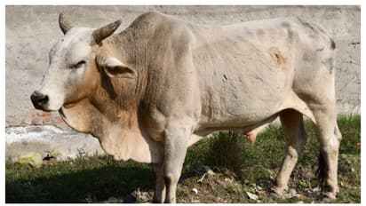 ഗോവധ നിരോധനം കര്‍ശനമാക്കും, തെരുവിലെ പശുക്കളെ സംരക്ഷിക്കും: ഒഡിഷ സര്‍ക്കാര്‍