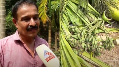 'ഉറങ്ങാൻ പറ്റുന്നില്ല, കണ്ണിൽ വെള്ളം വരുന്നു': 28 കവുങ്ങുകൾ കെഎസ്ഇബി മുന്നറിയിപ്പില്ലാതെ മുറിച്ചെന്ന് പരാതി