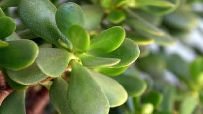 Crassula plant
