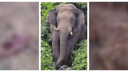 കണ്ണൂർ ആറളം ഫാമിൽ കാട്ടാന ആക്രമണത്തിൽ ആദിവാസി ദമ്പതികൾക്ക് ദാരുണാന്ത്യം