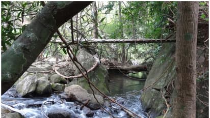 പാലക്കാട്ടെ ഉൾവനത്തിൽ ഒളിഞ്ഞിരിക്കുന്ന രത്നം; തട്ടുതട്ടായി താഴേയ്ക്ക് പതിക്കും മീന്വല്ലം