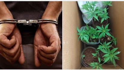 கோவையில் வீட்டு மாடியில் கஞ்சா தோட்டம் வளர்த்த கல்லூரி மாணவர்கள்.! தட்டித்தூக்கிய போலீஸ்