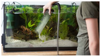 വീട്ടിൽ അക്വേറിയം ഉണ്ടെങ്കിൽ ഈ കാര്യങ്ങൾ ശ്രദ്ധിക്കണം  