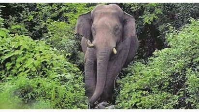 ഇടുക്കിയിൽ കാട്ടാന ആക്രമണത്തിൽ വനംവകുപ്പ് വാച്ചർക്ക് കാലിന് ​ഗുരുതര പരിക്ക്