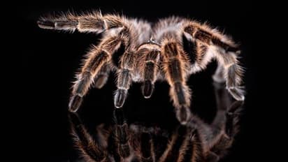 വിമാനം പറത്തുന്നതിനിടയിൽ പൈലറ്റിന് ചിലന്തിയുടെ കടിയേറ്റു, ആകെ ആശയക്കുഴപ്പം