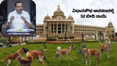 ವಿಧಾನ ಸೌಧದಲ್ಲಿರುವ 52 ಬೀದಿ ನಾಯಿಗಳಿಗೆ ಸರ್ಕಾರದಿಂದ ಆಶ್ರಯ; ಸಭಾಪತಿ ಯು.ಟಿ. ಖಾದರ್!
