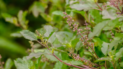 துளசியை தினமும்  சாப்பிட்டால் உடல் எடை குறையுமா ?