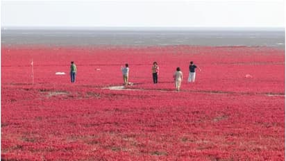 ബീച്ചിന് മുഴുവൻ ചുവപ്പ് നിറം, മണൽ ഒരു തരി പോലുമില്ല! അമ്പരപ്പിക്കുന്ന റെഡ് ബീച്ച് കാണാൻ പോകാം