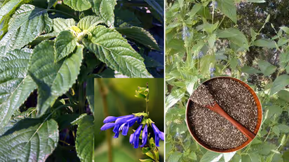 চিয়া সিডস: পুদিনার সাথে মিশিয়ে তৈরি করুন সুপারফুড! এর গুণাগুণ জানলে অবাক হবেন