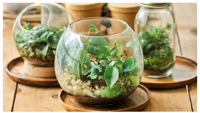 ഗാർഡന് പകരം മിനി ഗാർഡൻ; എന്താണ് കേരളത്തിൽ പ്രചാരമേറുന്ന ടെറേറിയം 