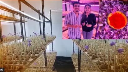 ಉರಿ ಬಿಸಿಲಿಗೆ ಸವಾಲು: ಕೋಣೆಯನ್ನೇ ಕಾಶ್ಮೀರಿ ವಾತಾವರಣಕ್ಕೆ ಬದಲಿಸಿ ಕೇಸರಿ ಬೆಳೆದ ದಂಪತಿ ಈಗ ಕೋಟಿಯೊಡೆಯರು