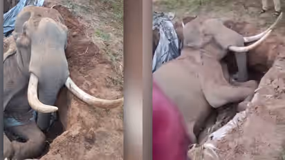 മലപ്പുറത്ത് ചരിഞ്ഞ കാട്ടാനയുടെ ശരീരത്തിൽ വെടിയുണ്ട; കണ്ടെത്തിയത് പോസ്റ്റ്മോർട്ടം പരിശോധനയിൽ;അന്വേഷണം തുടങ്ങി