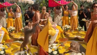 ഞെട്ടിയോ? ആ ഞെട്ടി; ആരുടേയും കണ്ണിൽ പെടാതെ അകത്തേക്ക്, ഒറ്റനിമിഷം കൊണ്ട് ലഡുവും കൊണ്ട് മുങ്ങി; വീഡിയോ