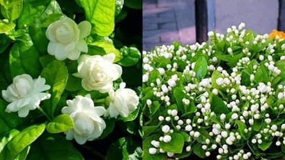 How to get more flowers on mogra plant