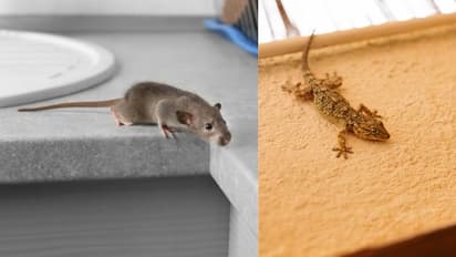 how to get rid of rat mouse and lizard with menthol and alum