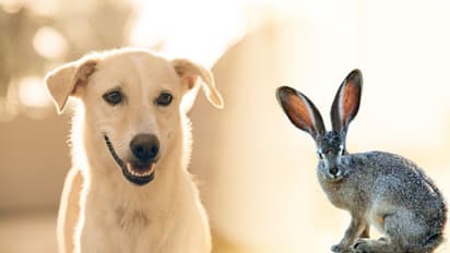 ಸಂಪತ್ತು, ಅದೃಷ್ಟ ಬೇಕಂದ್ರೆ ಈ ಪ್ರಾಣಿಗಳು ನಿಮ್ಮ ಮನೆಯಲ್ಲಿ ಇರಲೇಬೇಕು!