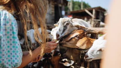 നല്ല ജോലി ഉപേക്ഷിച്ചു, വെറും പകുതി ശമ്പളത്തിന് സൂവിൽ മൃ​ഗങ്ങളെ പരിചരിക്കാനെത്തി യുവതി
