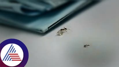 ವಜ್ರದ ಅಂಗಡಿಗೆ ಕನ್ನ ಹಾಕಿ ಎಗರಿಸಿದ ಇರುವೆ! ಸಿಸಿಟಿವಿಯಲ್ಲಿ ಜಗತ್ತಿನ ಅತಿ ಚಿಕ್ಕ ಕಳ್ಳನ ಕಿತಾಪತಿ ದಾಖಲು...