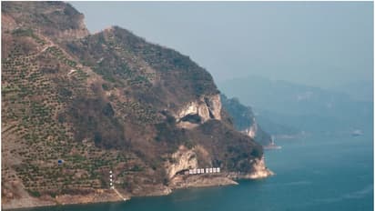 അമ്പമ്പോ ഇത് എന്തൊരു കാഴ്ച! വൈറലായി 'പപ്പി മൗണ്ടൻ'