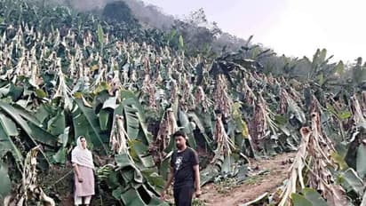 കരുവാരകുണ്ടിൽ വീശിയടിച്ച് ചുഴലിക്കാറ്റ്; 19000 വാഴകൾ നിലംപൊത്തി, കണ്ണീരോടെ കര്‍ഷകര്‍  