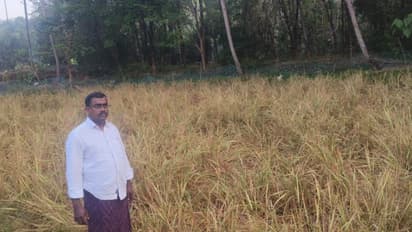 ചുറ്റും വല കെട്ടി സംരക്ഷിച്ചു, ആവോളം നോക്കി, എല്ലാം വിഫലം; എല്ലാം ഒറ്റ രാത്രി കൊണ്ട് നശിപ്പിച്ച് പന്നിക്കൂട്ടം