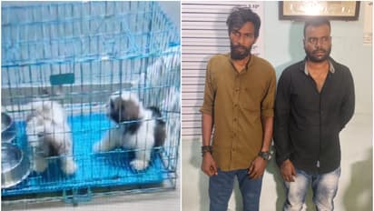 ബേക്കറിയിലെ പെറ്റ്ഷോപ്പിൽ നിന്ന് 14000 വിലയുള്ള നായ്ക്കുട്ടികളെ പൊക്കി, ബാലരാമപുരത്ത് വിൽക്കാൻ നോക്കവെ പിടിയിൽ