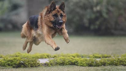 'അയ്യോ, ഇവനെ രക്ഷിക്കൂ, ഇവനാണ് എന്റെ ജീവൻ കാത്തത്'; പൊട്ടിക്കരഞ്ഞ് ഉടമ, കടുവയോട് ഏറ്റുമുട്ടി ജീവൻവെടിഞ്ഞ് നായ 