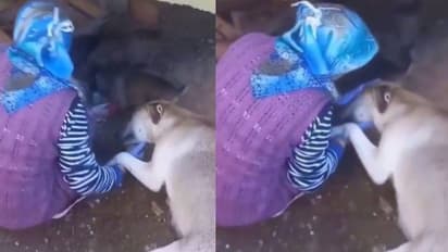 നന്ദിയുണ്ട്; കണ്ടാല് കണ്ണ് നിറഞ്ഞുപോകും, കുഞ്ഞുങ്ങൾക്ക് പാൽ നൽകുന്ന സ്ത്രീയോടുള്ള നായയുടെ സ്നേഹം കണ്ടോ?