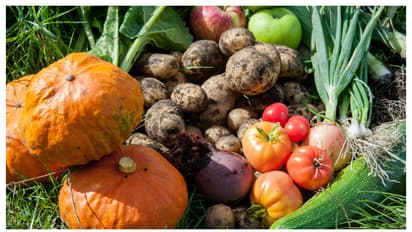 വീട്ടിൽ പച്ചക്കറി തോട്ടമുണ്ടാക്കാൻ ഇതാ 4 എളുപ്പ വഴികൾ