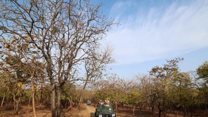 World Wildlife Day: PM Modi visits Gir National park, showcases lion conservation efforts (PHOTOS)