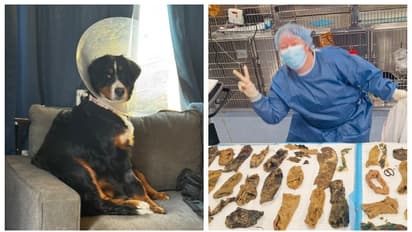 ഒടുക്കത്തെ വിശപ്പ്, നായ തിന്നത് 24 സോക്സുകൾ; ഒടുവിൽ ജീവൻ രക്ഷിക്കാൻ അടിയന്തര ശസ്ത്രക്രിയ