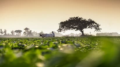 PM Kisan Samman Nidhi Yojana: Check eligibility, benefits and application process